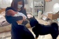 出産のため入院していた女性→退院後、赤ちゃんと一緒に家に帰ったら『犬』が…尊すぎる『初対面の光景』に反響「優しいお兄ちゃんになりそう」
