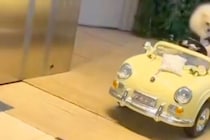 結婚式場のドアが開くと『2匹の犬』が現れて…思わず歓声があがった『とんでもなく尊い登場の仕方』が14万再生「主役感」「運転してる？ｗ」