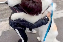 外で『仕事帰りのパパ』に会った超大型犬→嬉しくなりすぎて…自分の大きさがわかっていない『まさかのハプニング』に爆笑「大きい赤ちゃんｗｗ」