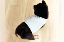 赤ちゃん犬が『生まれて初めて洋服を着た』結果→見守っていたら…とんでもなく尊い『まさかの反応』に悶絶「コテンｗｗ」「可愛いが詰まってる」