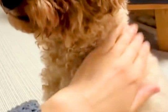 犬を預けた母からLINE→映像が送られてきたので、開いてみると…なんだか切ない『まさかの態度』が7万再生「可愛い」「素敵なおばあちゃん」
