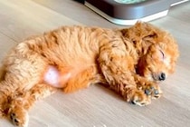 親犬の体重が3キロの赤ちゃん犬→『小柄に育つのかな』と思っていたら…予想を超える『現在の成長』が59万再生「愛の大きさ」「安定感すごい」