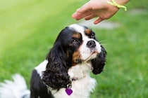 犬が『初対面の人』にみせる5つの行動　初めて接するときに絶対やってはいけないタブー行為まで