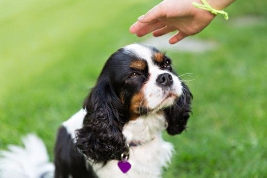 犬が『初対面の人』にみせる5つの行動 初めて接するときに絶対やってはいけないタブー行為まで