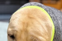 寒がりな大型犬のために『新しい服』を買った結果→着せてみると…この世の終わりのような『まさかの表情』が10万表示「超絶可愛い」「顔ｗｗ」