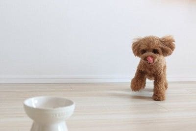 食器に駆け寄る犬