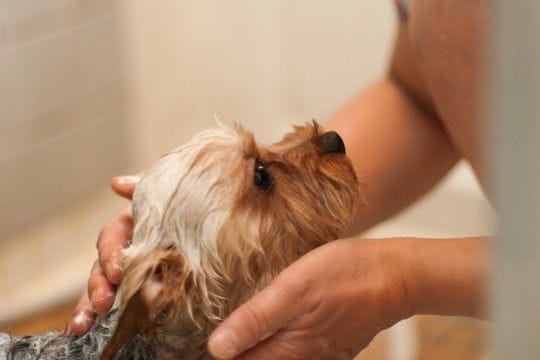 犬がお風呂に入るのを嫌がってしまう理由5つ 苦手意識を克服させるためにできることとは?