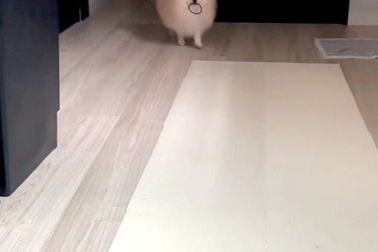 髪ゴムを無くしてしまった女性→なぜか犬がよちよち歩いてきて…天使のような『まさかの行動』が220万再生「本当いい子」「間違いなく天才」