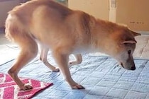 お寺で放置されていた犬→お世話が難しくなり保護した結果、『余命1ヶ月』を宣告され…『壮絶な物語』に反響「涙止まらん」「少しでも穏やかに」