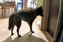 毎日一緒にいたママが『突然の外泊』をして戸惑う犬たち→あまりにも健気な光景と『再会の瞬間』が愛に溢れていると反響「可愛い」「賢いなあ」