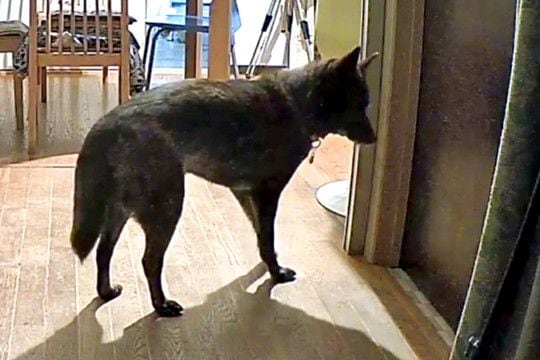 毎日一緒にいたママが『突然の外泊』をして戸惑う犬たち→あまりにも健気な光景と『再会の瞬間』が愛に溢れていると反響「可愛い」「賢いなあ」