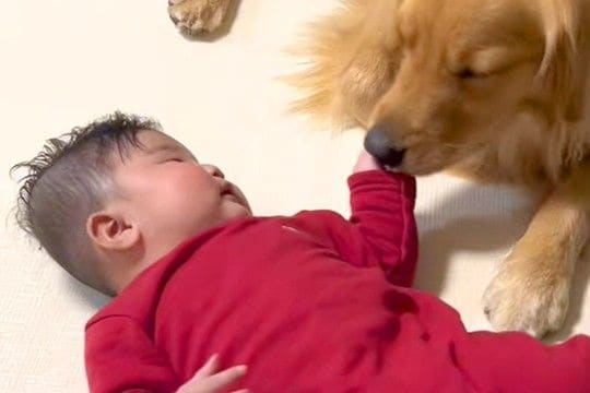 生まれた時から大型犬と一緒に育った赤ちゃん→いつも優しく寄り添って…素敵すぎる『1年半の成長記録』が10万再生「竹馬の友」「仲良し」