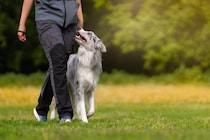 犬が飼い主を『頼りにしている』サイン5選　愛犬に信頼される人の特徴や共通点まで