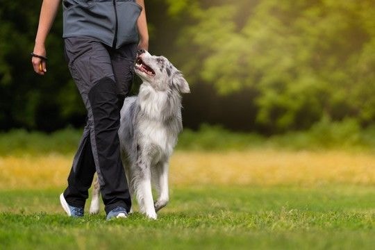 犬が飼い主を『頼りにしている』サイン5選　愛犬に信頼される人の特徴や共通点まで