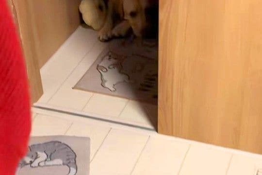 深夜、明日の遠足が楽しみすぎて『玄関で待機する大型犬』→『今日じゃないよ』と伝えた結果…子供のような光景が26万再生「涙出た」「尊い…」
