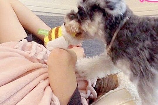 眠気の限界が来たので、お昼寝しようとした結果→犬がおもちゃを持ってきて…譲れない攻防戦と『素敵すぎる展開』に反響「可愛い」「幸せな時間」
