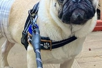 AIに『犬を人間化して』とお願いした結果→ツッコミどころが多すぎる『まさかの生成結果』が448万表示「尖ってて草」「犬用オムツが仇にｗ」