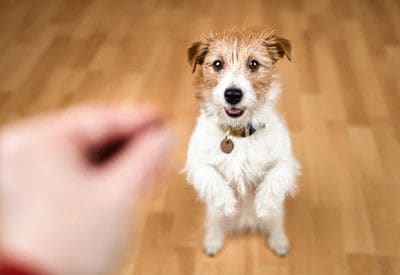 おやつを見る犬