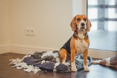 ぼろぼろにした犬