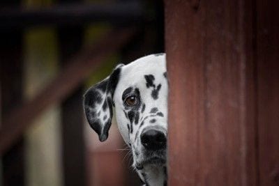 物陰から見る犬
