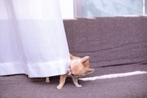 犬も人間のように『悪知恵』を働かせることはある？賢すぎるがゆえの注意点まで解説