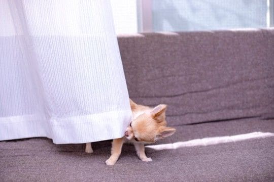 犬も人間のように『悪知恵』を働かせることはある？賢すぎるがゆえの注意点まで解説
