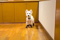 初めて『靴』を履いた犬→動かないので『こっちまでおいで』と呼んだ結果…思わず笑う『歩き方』が224万再生「ぎこちなｗ」「タップダンサー」