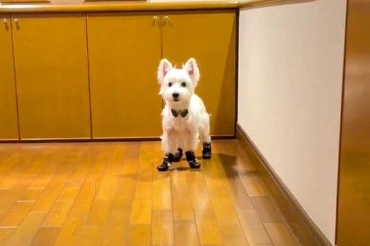 初めて『靴』を履いた犬→動かないので『こっちまでおいで』と呼んだ結果…思わず笑う『歩き方』が224万再生「ぎこちなｗ」「タップダンサー」