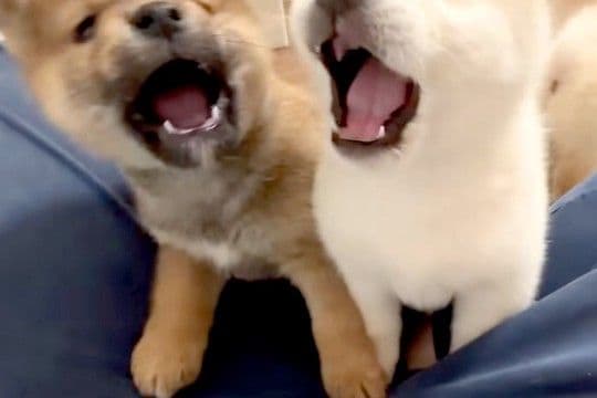 人間が好きすぎる『生後35日の子犬たち』→座っていたら、みんなで近づいてきて…尊すぎる『膝の上を取り合う光景』に反響「天使」「可愛い」