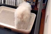 いつもは大人しいのに、突然ブチギレだした子犬→様子を見に行ってみると…想定外だった『まさかの光景』に爆笑「めちゃ可愛い」「うちのもする」