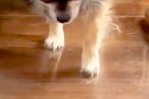 『ぼくのばん…ですよね…』お風呂を嫌がり隠れる犬→『ようやく出てきた』と思ったら…わかりやす過ぎる『態度と表情』に反響「恐る恐るで草」