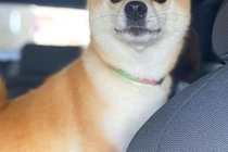 車で帰省し、犬を連れていった結果→外で待っていた『飼い主の母』を発見した瞬間…『尊すぎる表情』に1万いいね「大好きなんだ」「可愛すぎ」