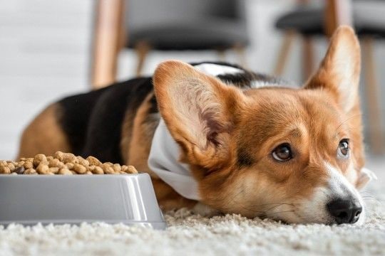 犬も天候によって体調を崩すことがあるの？気圧の変化による注意すべき症状とは