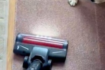 犬の抜け毛を取るため、掃除機をかけた結果→怒るに怒れない『まさかの光景』が10万表示「思ったより入念で草」「許すしかないｗｗ」と爆笑