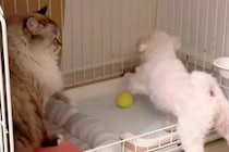 猫の近くに『犬のボールが転がってしまった』結果→返してもらおうとした、次の瞬間…『理不尽過ぎる光景』に反響「へっぴり腰で草」「猫様ｗ」