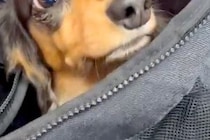 バッグから顔を出した犬→『病院の待合室だ』と気付いた瞬間…わかりやすく『絶望する表情』が263万表示「顔がｗ」「悟った途端に震えてて草」