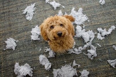 いたずら後の犬