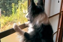 4日間、家を留守にした結果→帰宅後に犬が『文句』を言ってきて…まるで『彼女のような光景』が83万再生「嬉しいくせにｗ」「愛されてる」