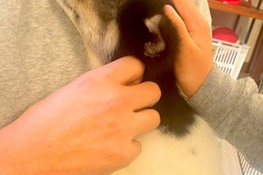 『犬を飼うのだけはダメ』と大反対していた父→保護犬を抱っこした瞬間に…『素敵すぎる展開』が14万再生「マジで尊い」「いい父ちゃん」と感動