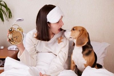 女性とビーグル