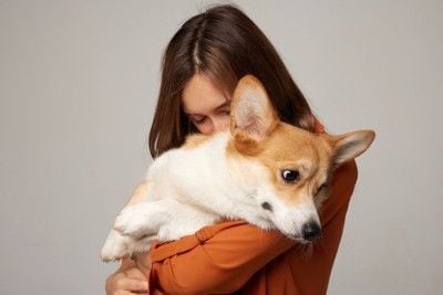 コーギー、抱っこ