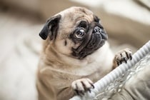 犬の目が『潤んでいる』4つの理由　ウルウルしているときに注意すべき状態まで