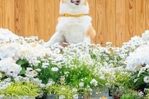 写真スポットで『犬の記念撮影』を撮った結果→腕が限界を迎えて…まるでコントのような『表情』に5万いいね「沈んでいく時の顔ｗ」「良すぎる」
