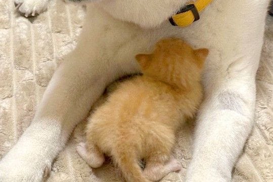 急遽、子猫を引き取ることに→『家にいる犬が受け入れてくれるかな』と心配していたら…あまりにも尊い光景に反響「可愛くて無理」「親子みたい」