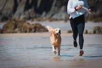 『犬に追いかけられる夢』を見る心理4選　どんな意味があるの？飼い主の精神状態まで