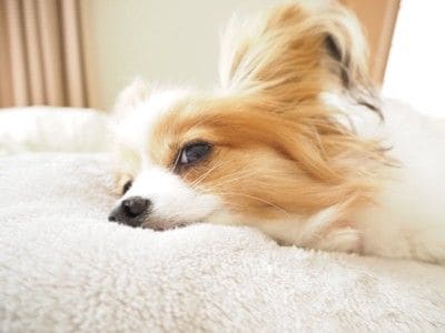 眠そうに横目で見る犬