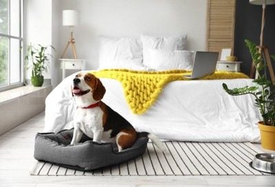 寝室に置かれた犬用ベッド