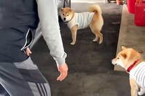 『家に犬を入れたいおじいちゃん』VS『入りたがらない犬』車の周りで追いかけて…可愛すぎる戦いに反響「エンドレスで草」「舐められてるｗ」