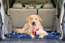 犬は『ドライブ』が好きなの？車に乗せる前にすべき事前準備や必要な安全対策まで