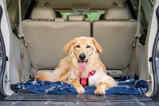 犬は『ドライブ』が好きなの?車に乗せる前にすべき事前準備や必要な安全対策まで